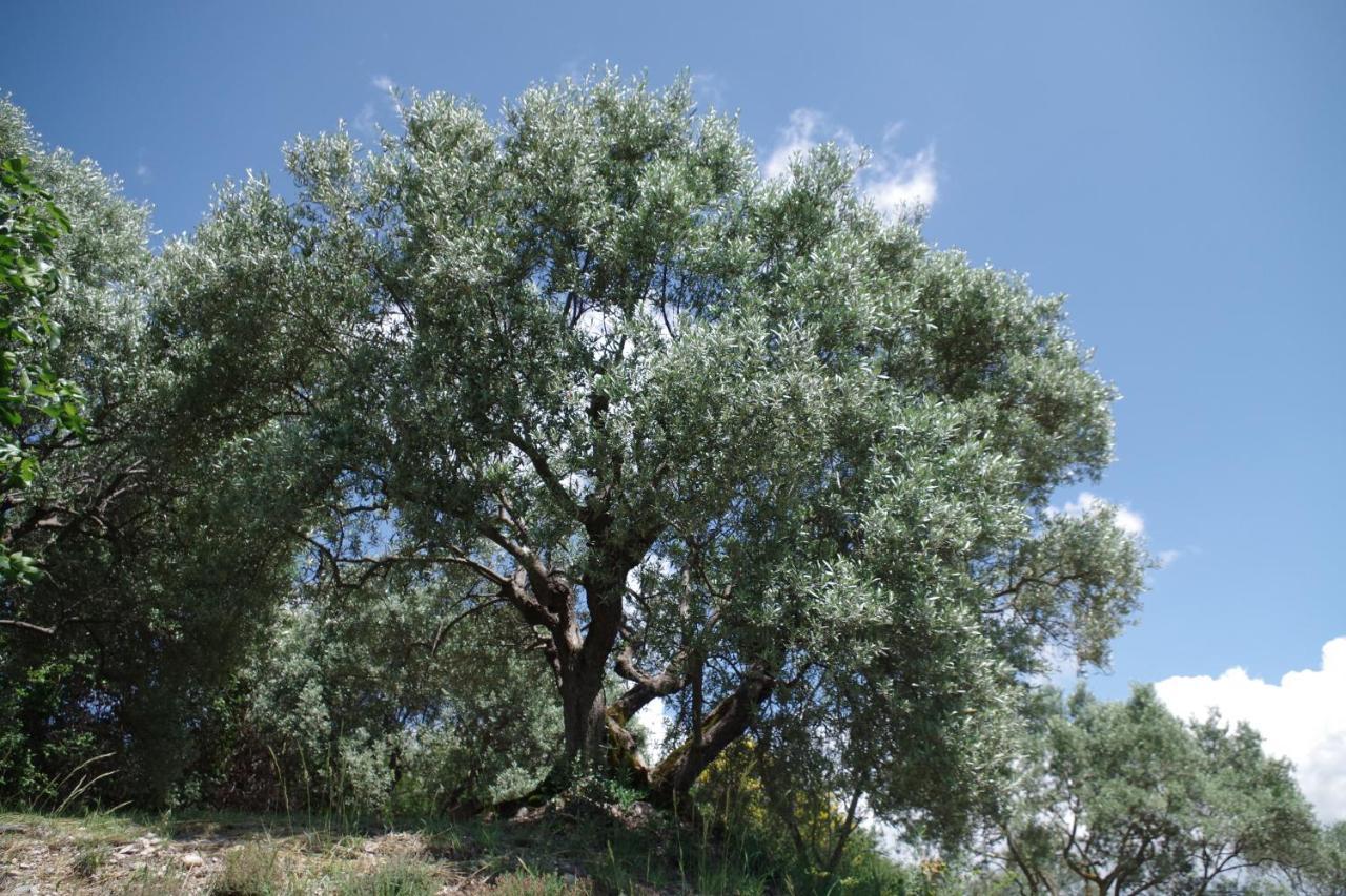 Les Chambres D Hotes De Valensole Au Pays Des Lavandes Et Proche Des Gorges Du Verdon Exterior foto